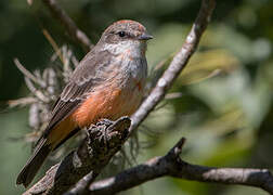 Vermilion Flycatcher