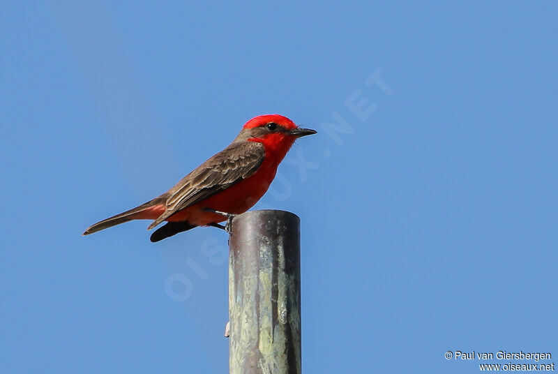 Vermilion Flycatcher