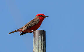 Vermilion Flycatcher