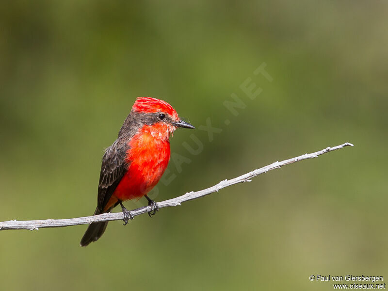 Vermilion Flycatcher