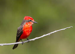 Vermilion Flycatcher