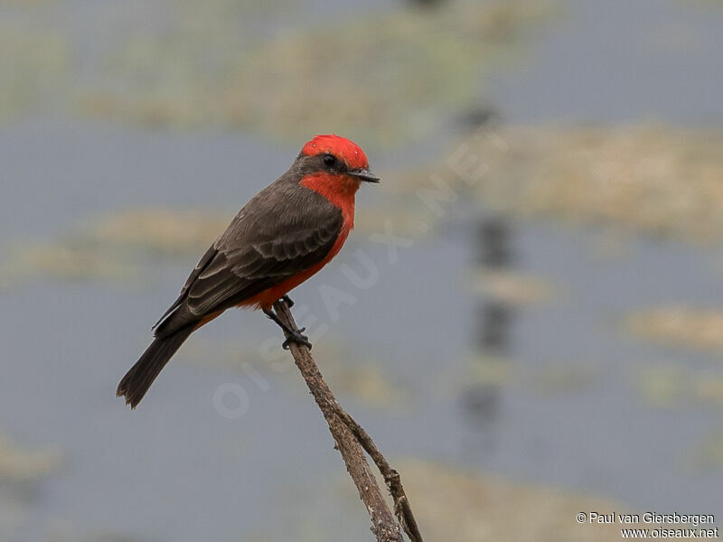 Vermilion Flycatcher male adult