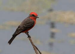 Vermilion Flycatcher