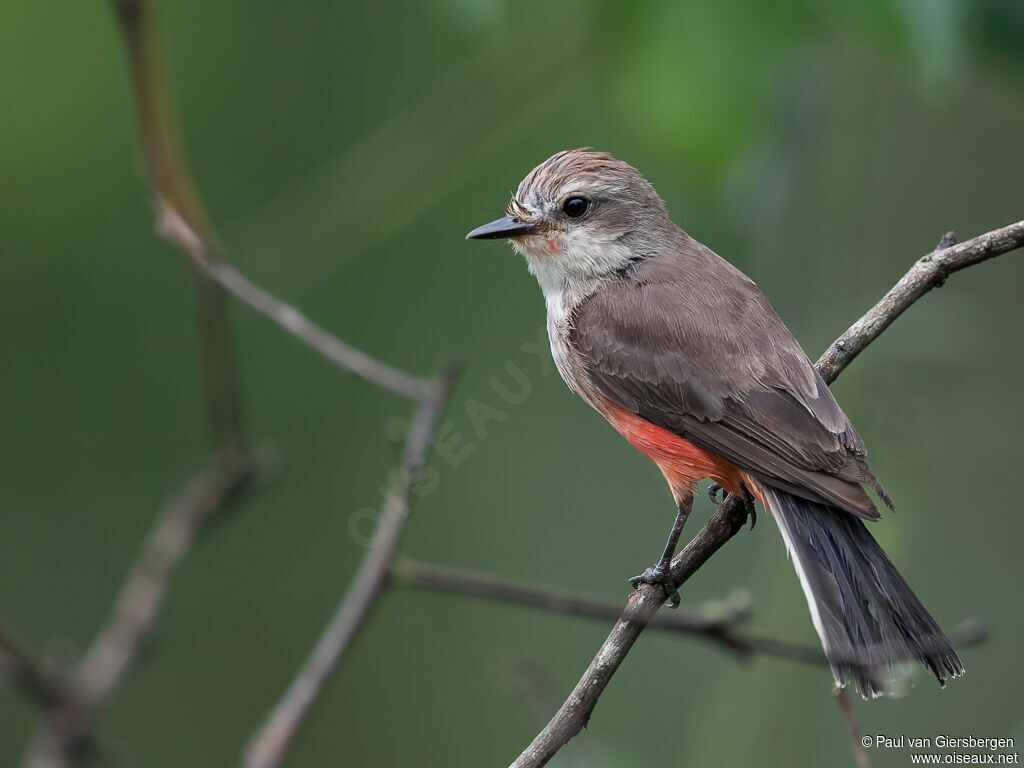 Vermilion Flycatcher female adult