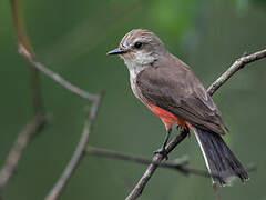 Vermilion Flycatcher