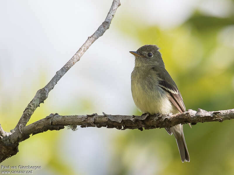 Acadian Flycatcheradult post breeding, close-up portrait, pigmentation