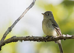 Acadian Flycatcher