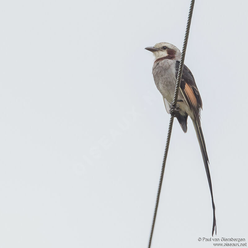 Streamer-tailed Tyrantadult, aspect