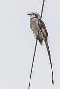 Streamer-tailed Tyrant