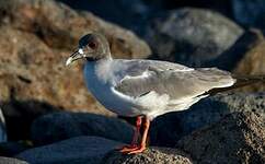 Mouette à queue fourchue