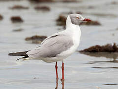 Grey-headed Gull