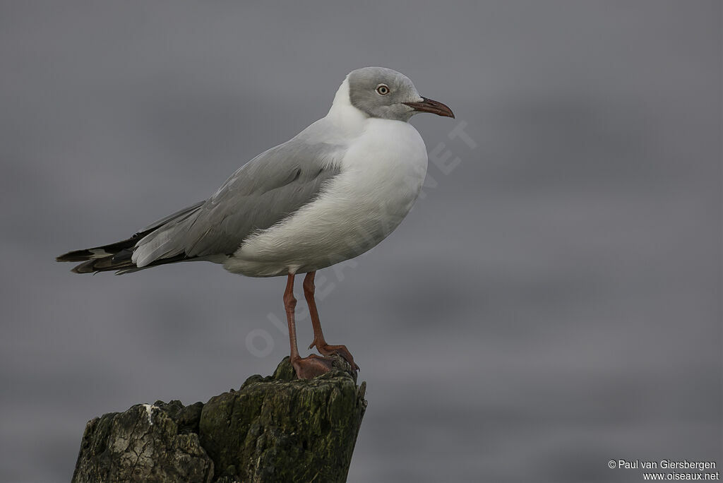 Mouette à tête griseadulte