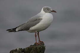 Mouette à tête grise