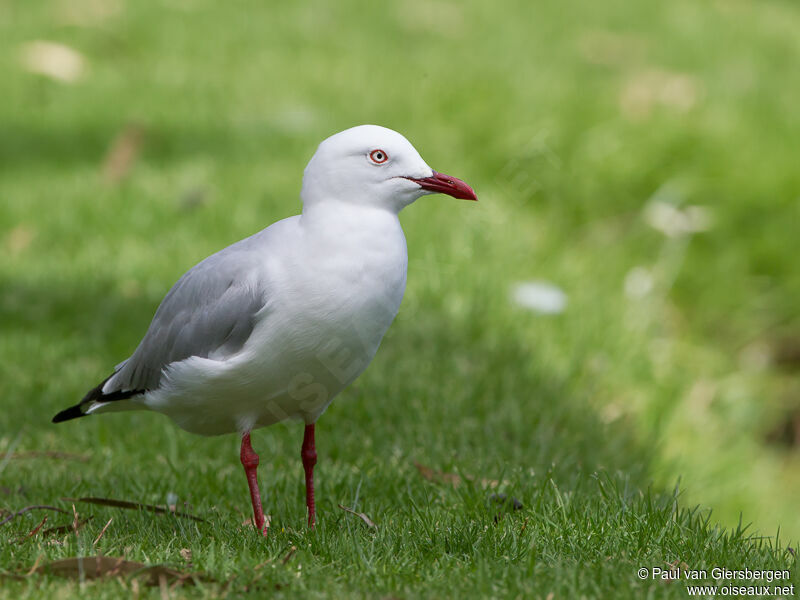 Mouette argentéeadulte