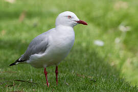 Silver Gull