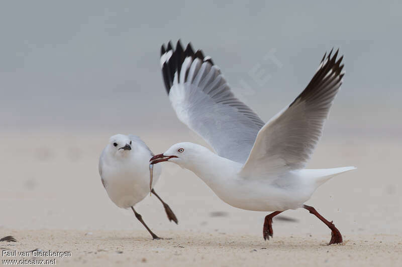 Silver Gull, pigmentation, feeding habits