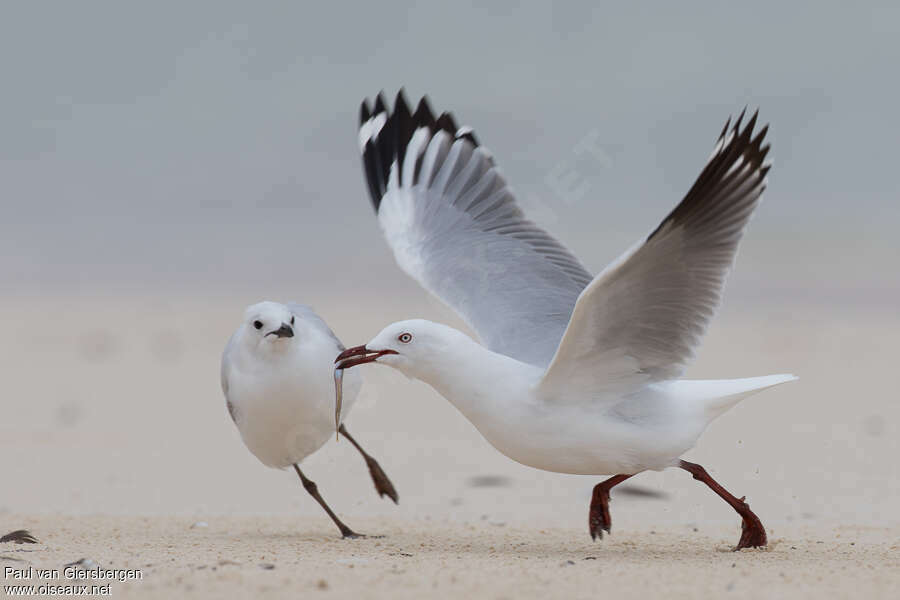 Silver Gull, pigmentation, feeding habits