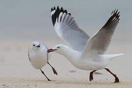 Mouette argentée