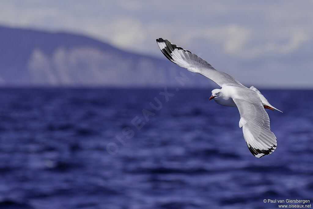 Mouette argentéeadulte