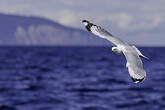 Mouette argentée