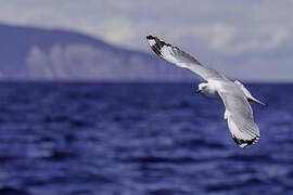 Silver Gull