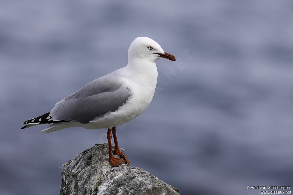 Mouette argentéeadulte