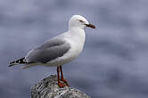 Mouette argentée