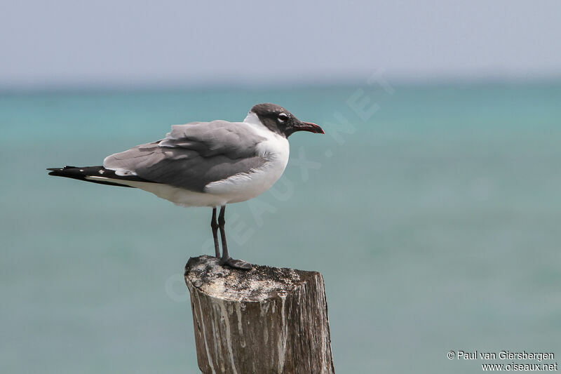 Mouette atricilleadulte