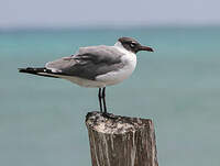 Mouette atricille