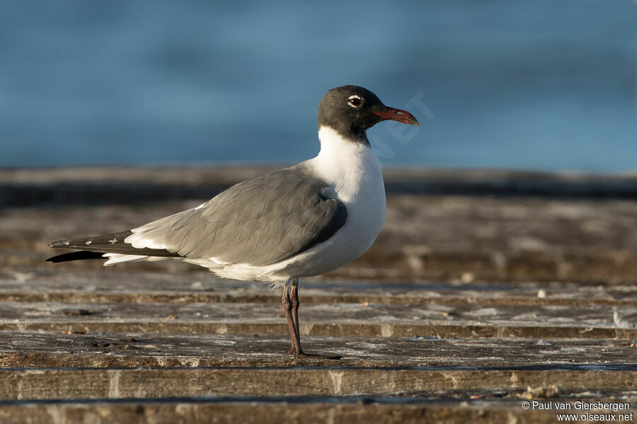 Mouette atricilleadulte