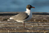 Mouette atricille