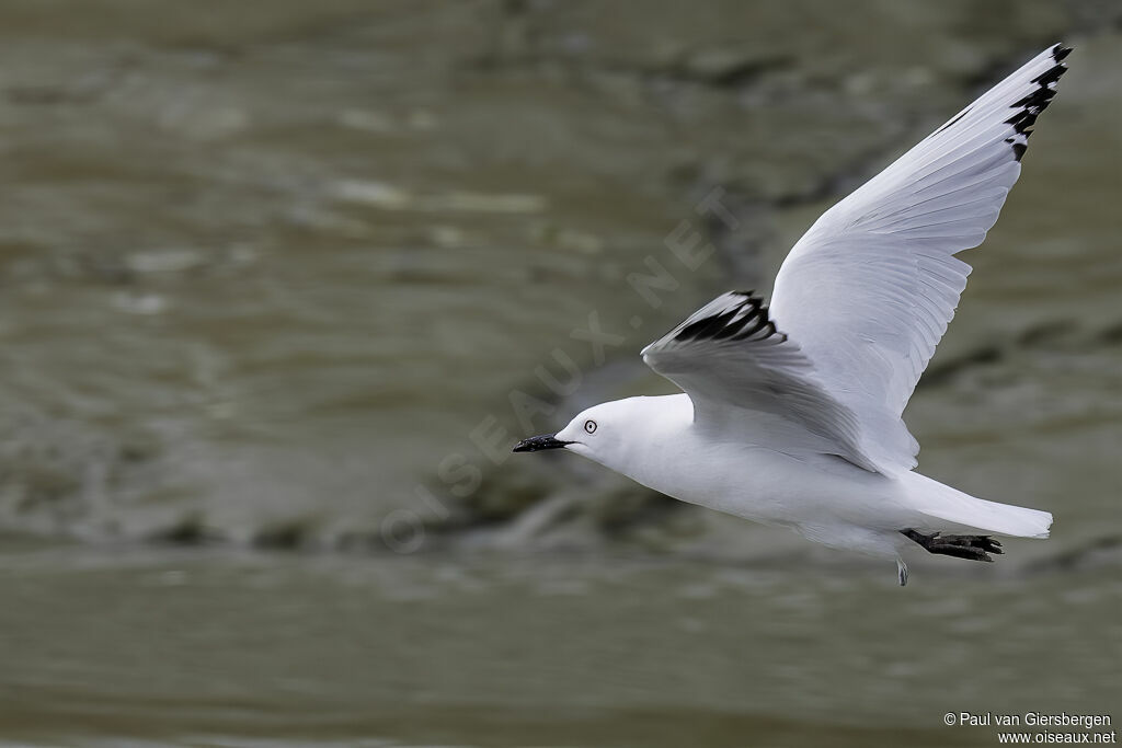 Mouette de Bulleradulte