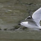 Mouette de Buller