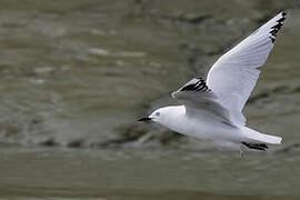 Black-billed Gull