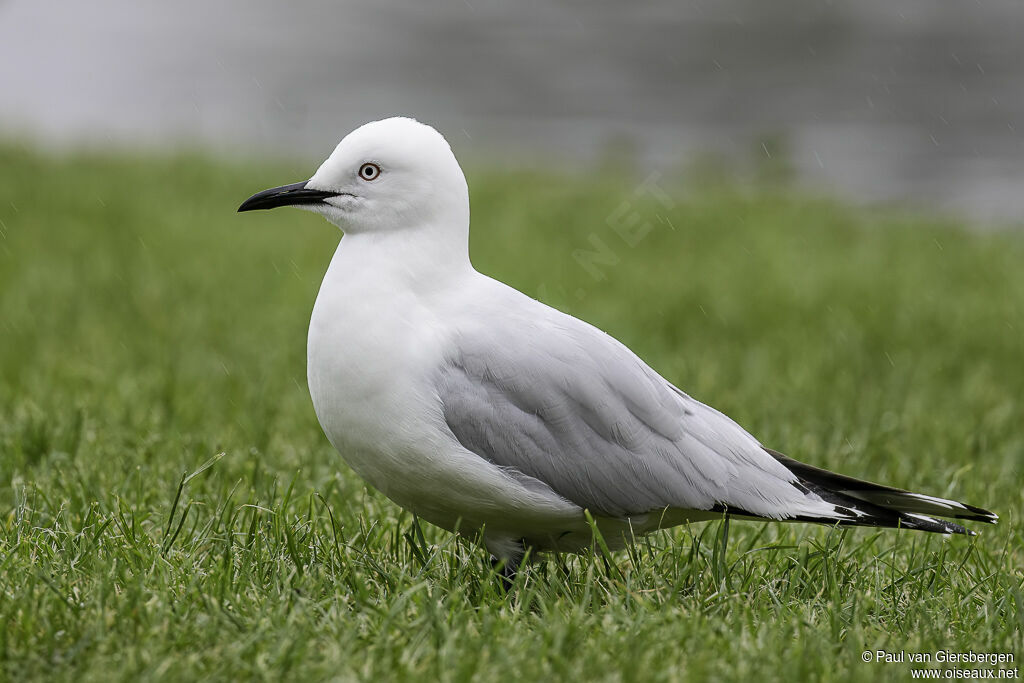 Mouette de Bulleradulte