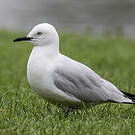 Mouette de Buller