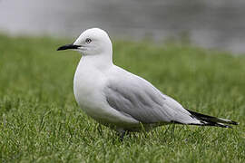 Black-billed Gull