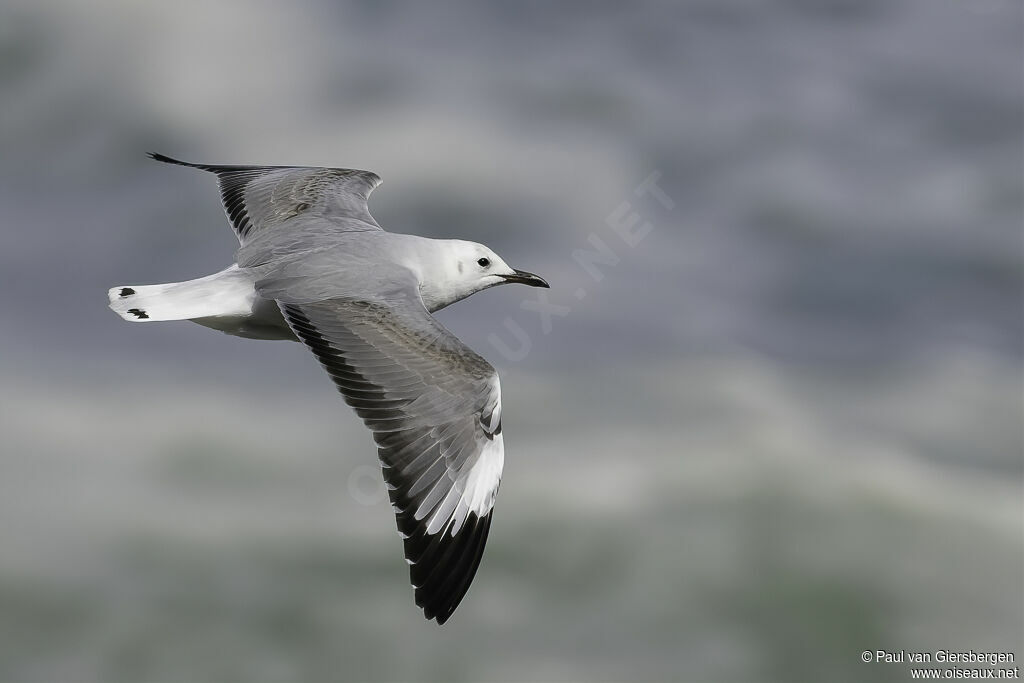 Mouette de Hartlaubadulte