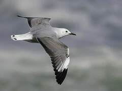 Hartlaub's Gull