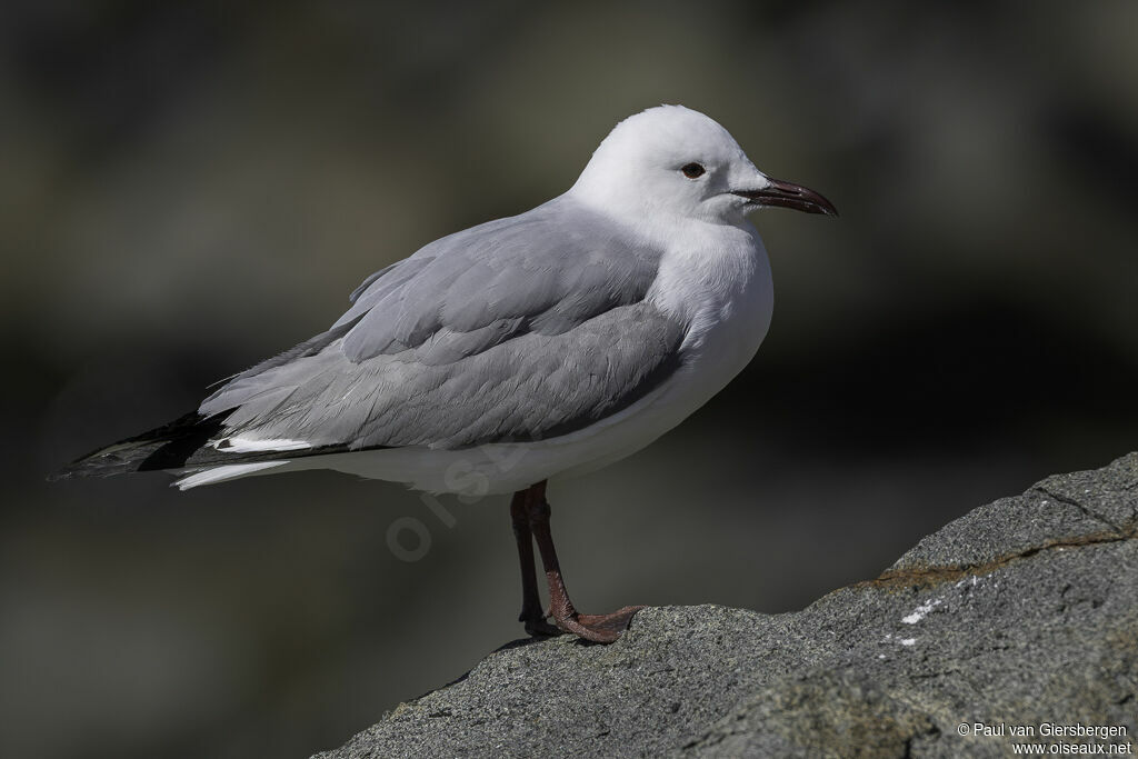 Mouette de Hartlaubadulte