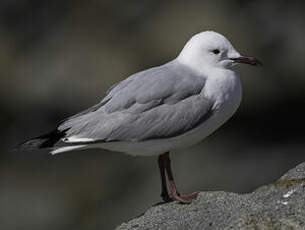 Mouette de Hartlaub