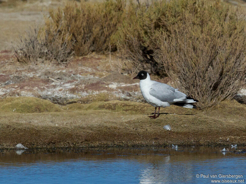 Mouette des Andesadulte