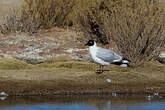 Mouette des Andes