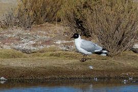 Andean Gull