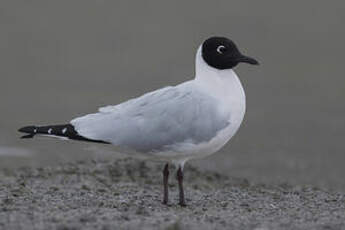 Mouette des Andes