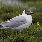 Mouette du Tibet