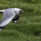Mouette du Tibet