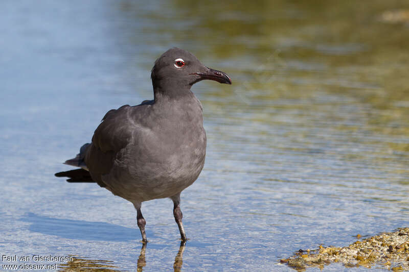 Mouette obscureadulte, portrait