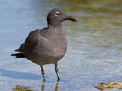 Mouette obscure