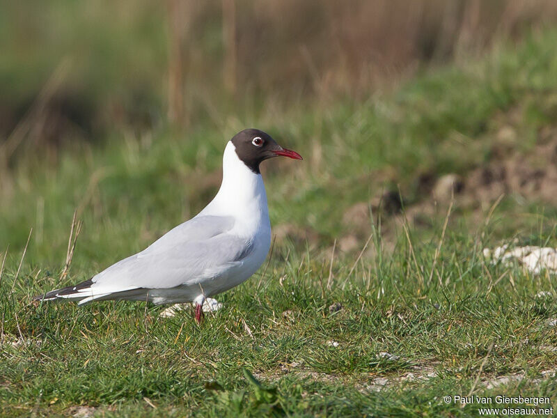 Black-headed Gulladult